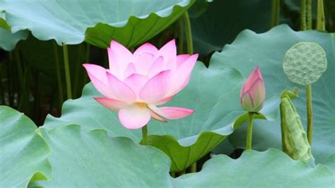 荷花養魚|荷花缸里最適合養這4種魚，水清魚靚，鄰居見了都羨慕！